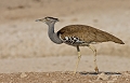  etosha 
 namibie 
 outarde de kori 
